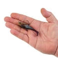 thumbnail image 5 of PowerBait® Agent E, 5 of 6