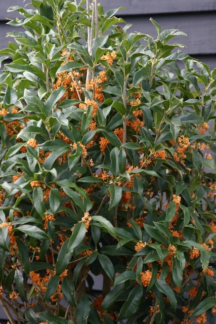 3 Gallon Pot osmanthus - Live Plant Details about   Apricot Echo Orange Tea Olive 