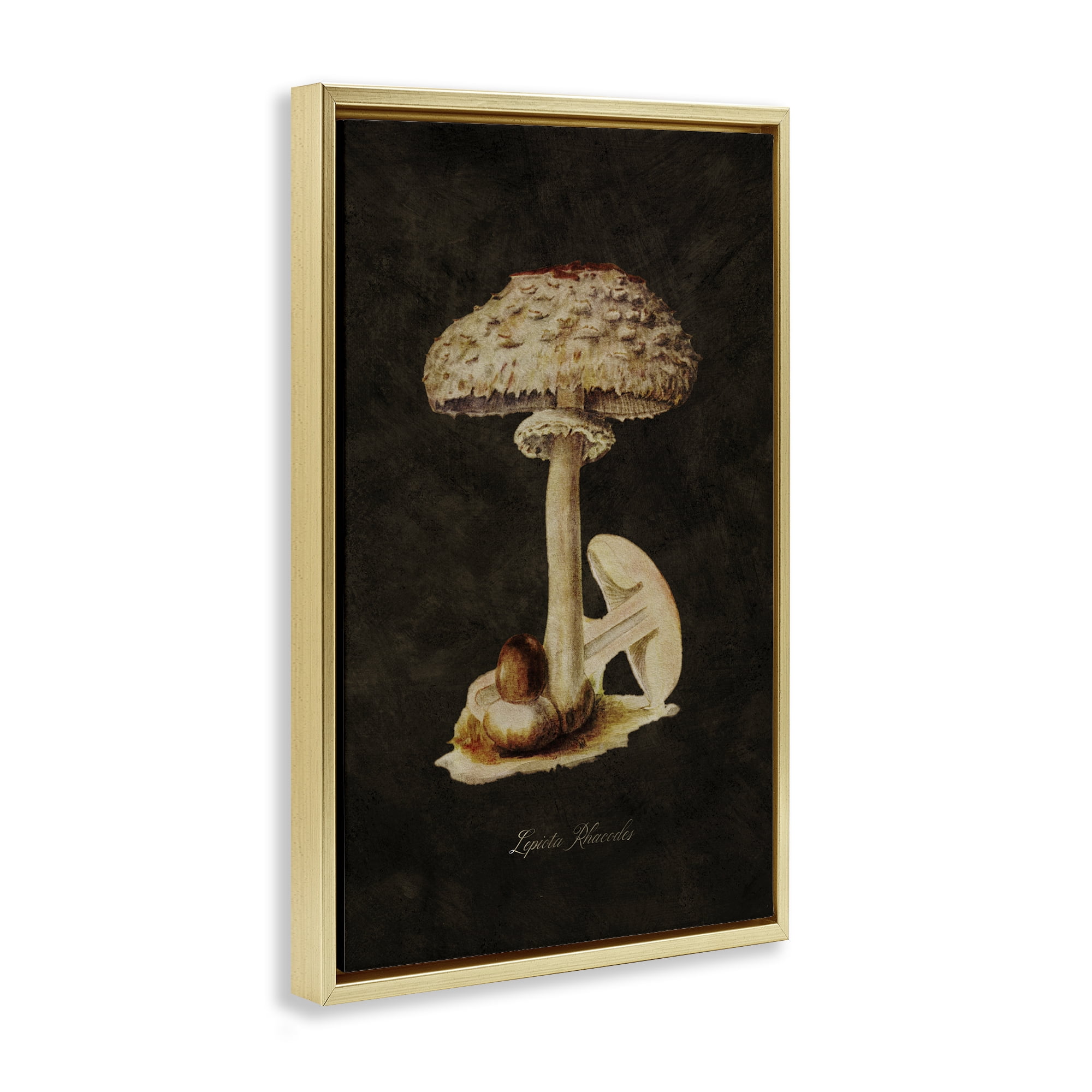 Stupell Industries Vintage Mushroom Study Plants & Flowers Painting Gold Floater Framed Canvas Art Print Wall Art, 17 x 25