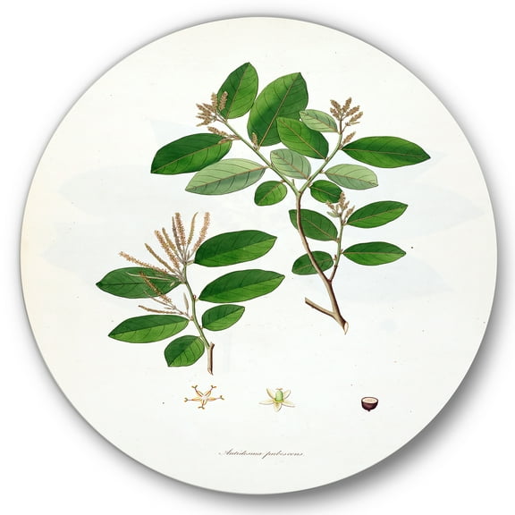 Designart 'Ancient Plant Life XIX' Farmhouse Circle Metal Wall Art 36x36 - Disc of 36