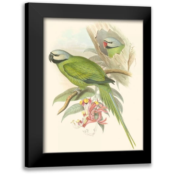 Gould, John 12x14 Black Modern Framed Museum Art Print Titled - Small Birds of Tropics II
