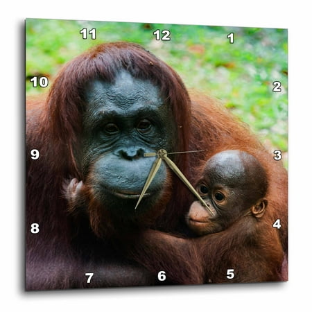 3dRose Malaysia, Sarawak, Semenggoh Nature Reserve, Orangutan and baby, Wall Clock, 10 by 10-inch