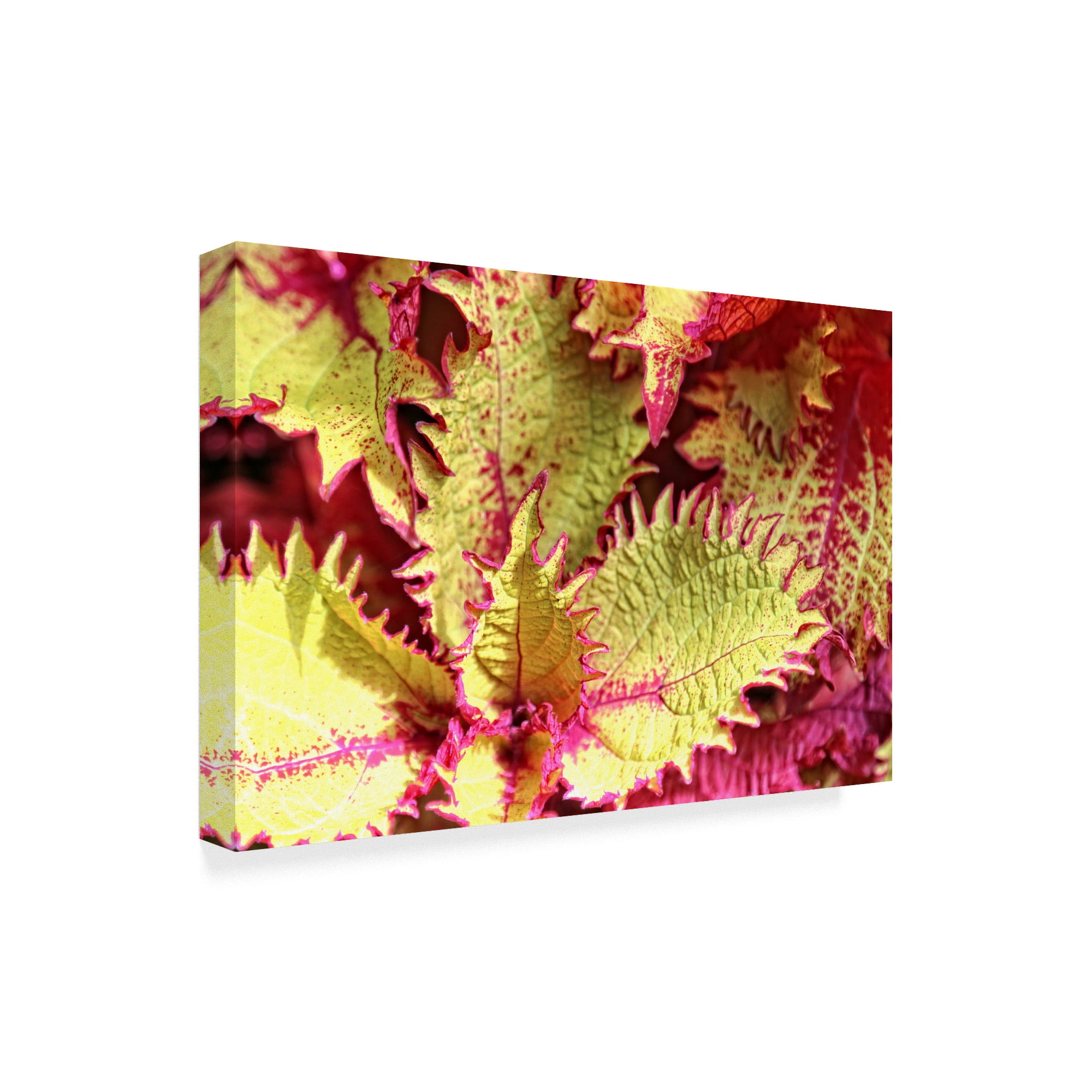 Trademark Fine Art 'Leafy Abstractions' Canvas Art by Beata Czyzowska Young