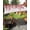 Red, variant on Red Eucalyptus Leaves Sun Sail Shades Rectangle Canopy,Sunlight Block Heavy Duty Curved Backyard Shade Cover,Summer Botanical Weeping Wooden Waterproof Sun Shades for Patios Garden Pergola 6.5'x10'