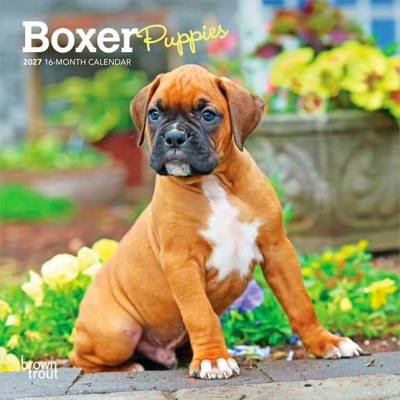 Boxer Puppies | 2027 7x14" (Hanging) Mini Wall Calendar
