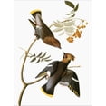 thumbnail image 2 of Art.com Audubon: Waxwing Stretched Canvas Print Wall Art by John James Audubon, 18" x 24", 2 of 4