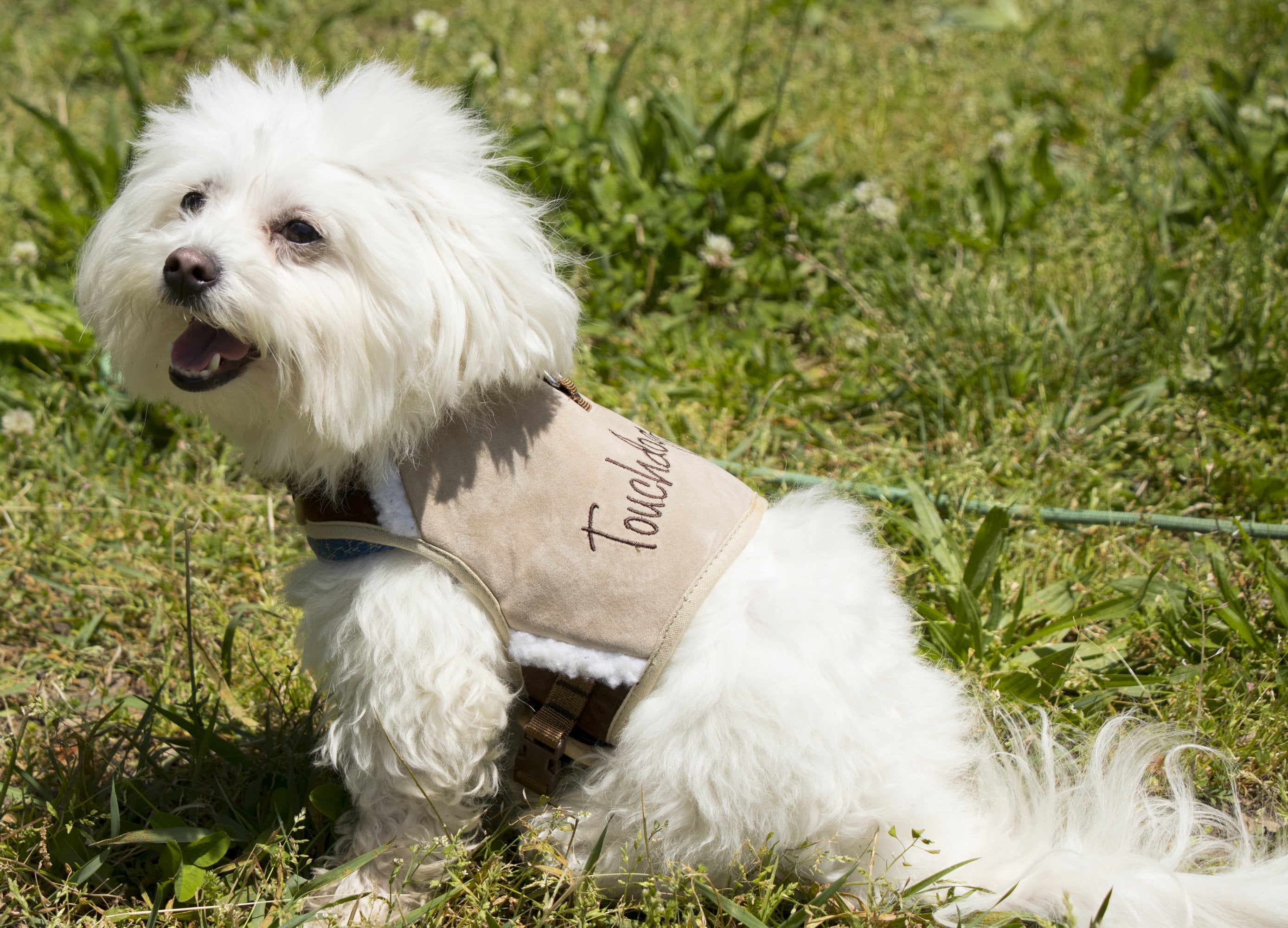 Touchdog Tough-Boutique Adjustable Fashion Dog Harness