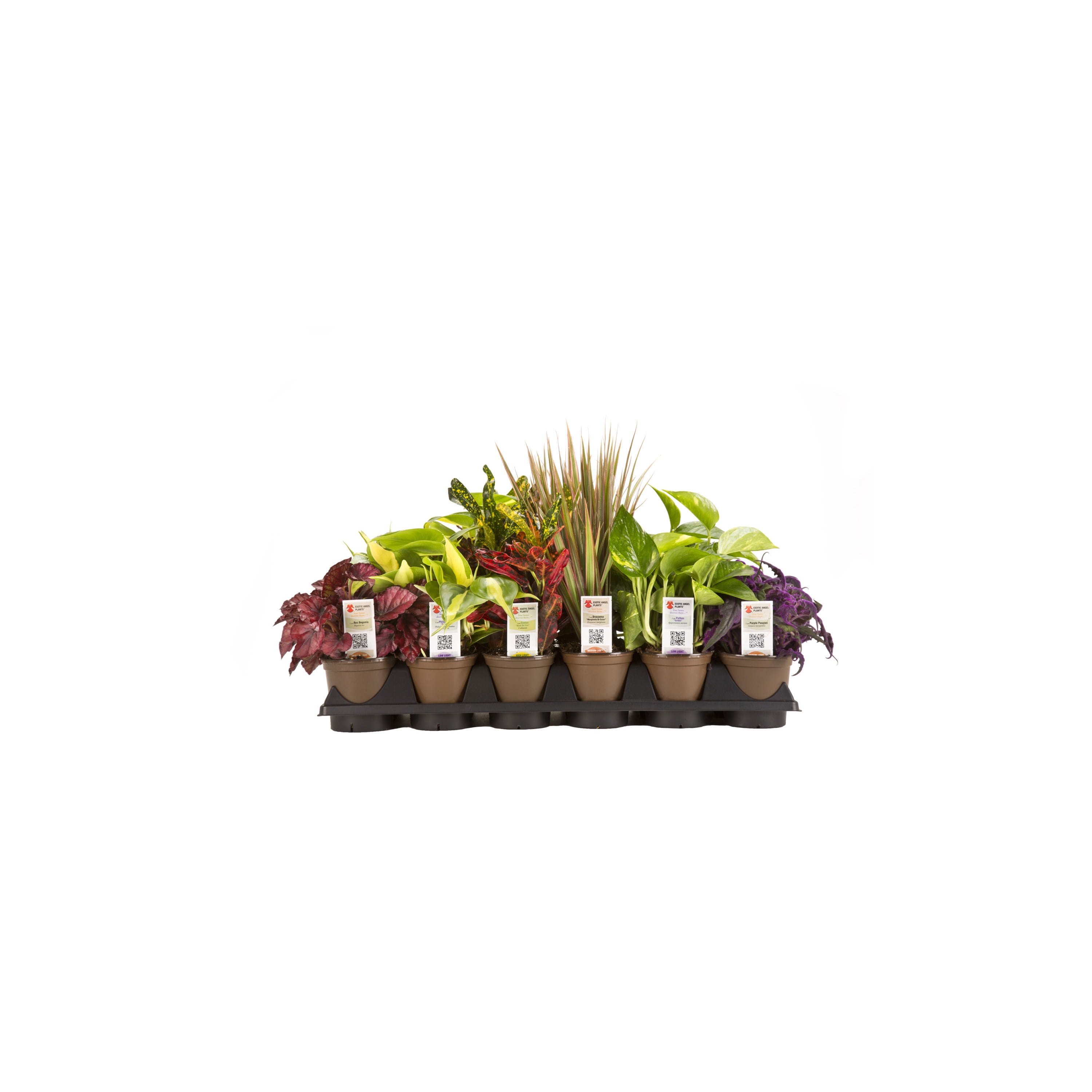 Costa Farms Live Indoor 7in. Exotic Angel Ivy Plant Mix in
