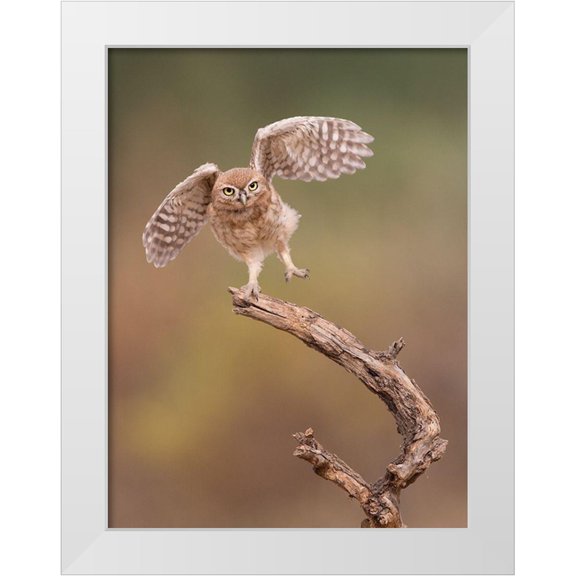 Eichelberg, Amnon 25x32 White Modern Wood Framed Museum Art Print Titled - Im just a gigalo