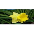 thumbnail image 3 of Daffodil, Bulb (20 Pack) Dutch Master, Yellow Perennial Daffodil Bulbs, Yellow Flowers, 3 of 4