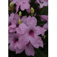 thumbnail image 5 of Pack of 4 Katie's Dwarf Pink Ruellia Live Starter Plants for Planting, Mexican Petunia Plants, Pink Flowers, 4 to 9 Inch Tall, No Ship Pot, 5 of 11
