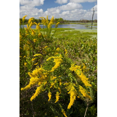 Goldenrod at Edge of Marsh in Brazos Bend State Park Near Houston, Texas, USA Print Wall Art By Larry
