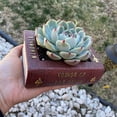 thumbnail image 4 of BNNG Succulent Pots, Book Treasure Chest Planter Handmade Resin Succulent Flower Pot Home Garden Succulent Cactus Flower Plant Pots Air Plant Holder Plants Not in Included, 4 of 9