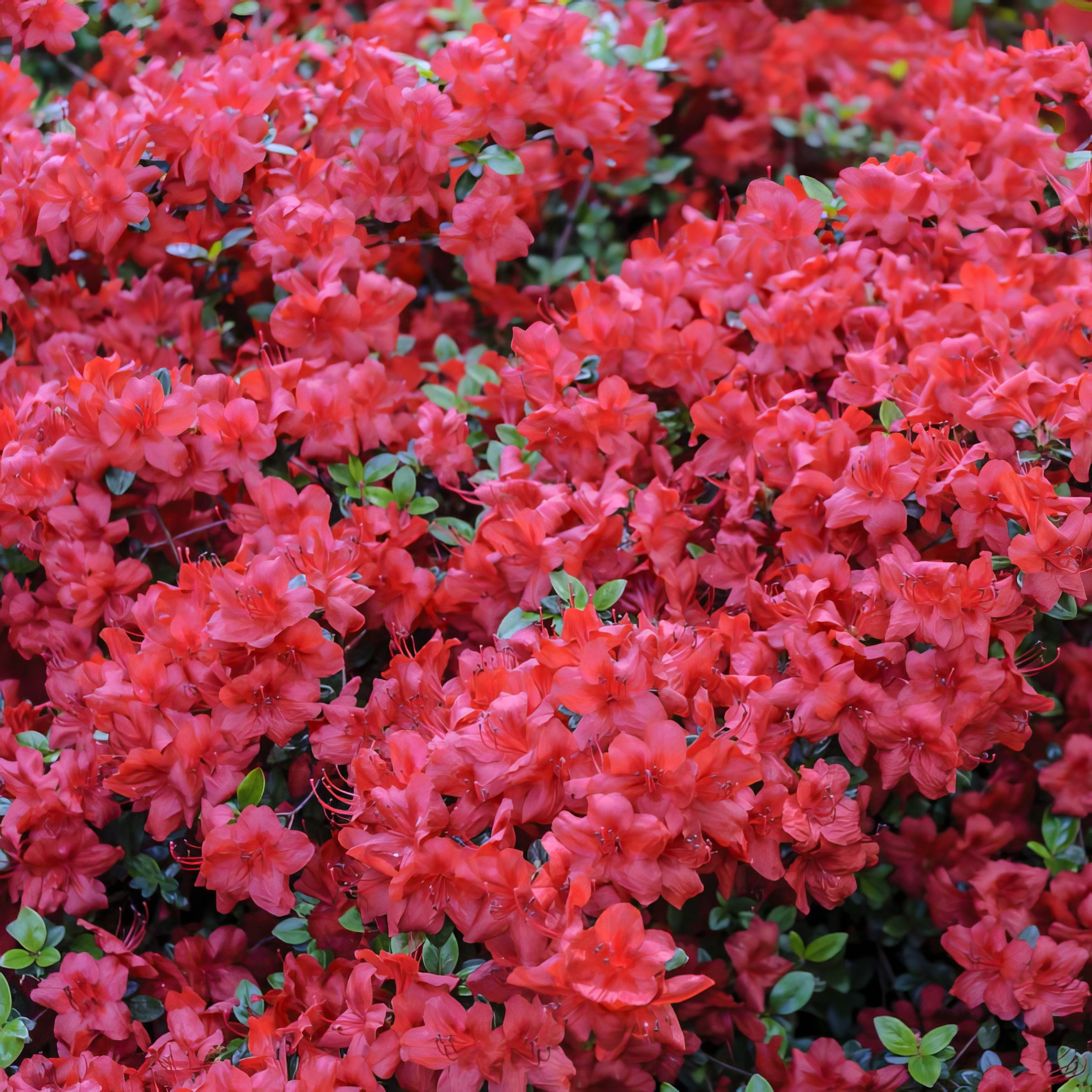 National Plant Network 3 gal. Hershey Red Azalea Shrub with Red Flowers