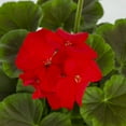 thumbnail image 3 of Better Homes & Gardens 1.5PT Multicolor Geranium Bullseye Red Live Annual Plant Sun, 3 of 8