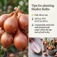 thumbnail image 2 of 1 Lb Shallot Bulbs, Outdoor Shallot Planting, Small Plant for Garden Bed or Container Growing, 2 of 6