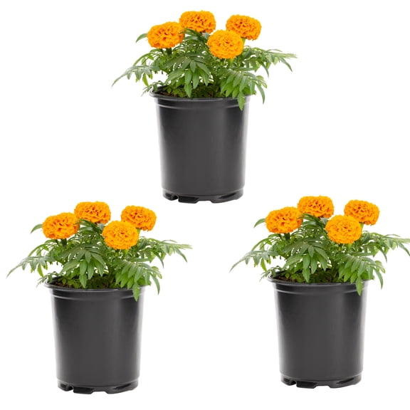 Expert Gardener 2.5QT Orange Marigold Live Annual Plant Sun 3-Pack