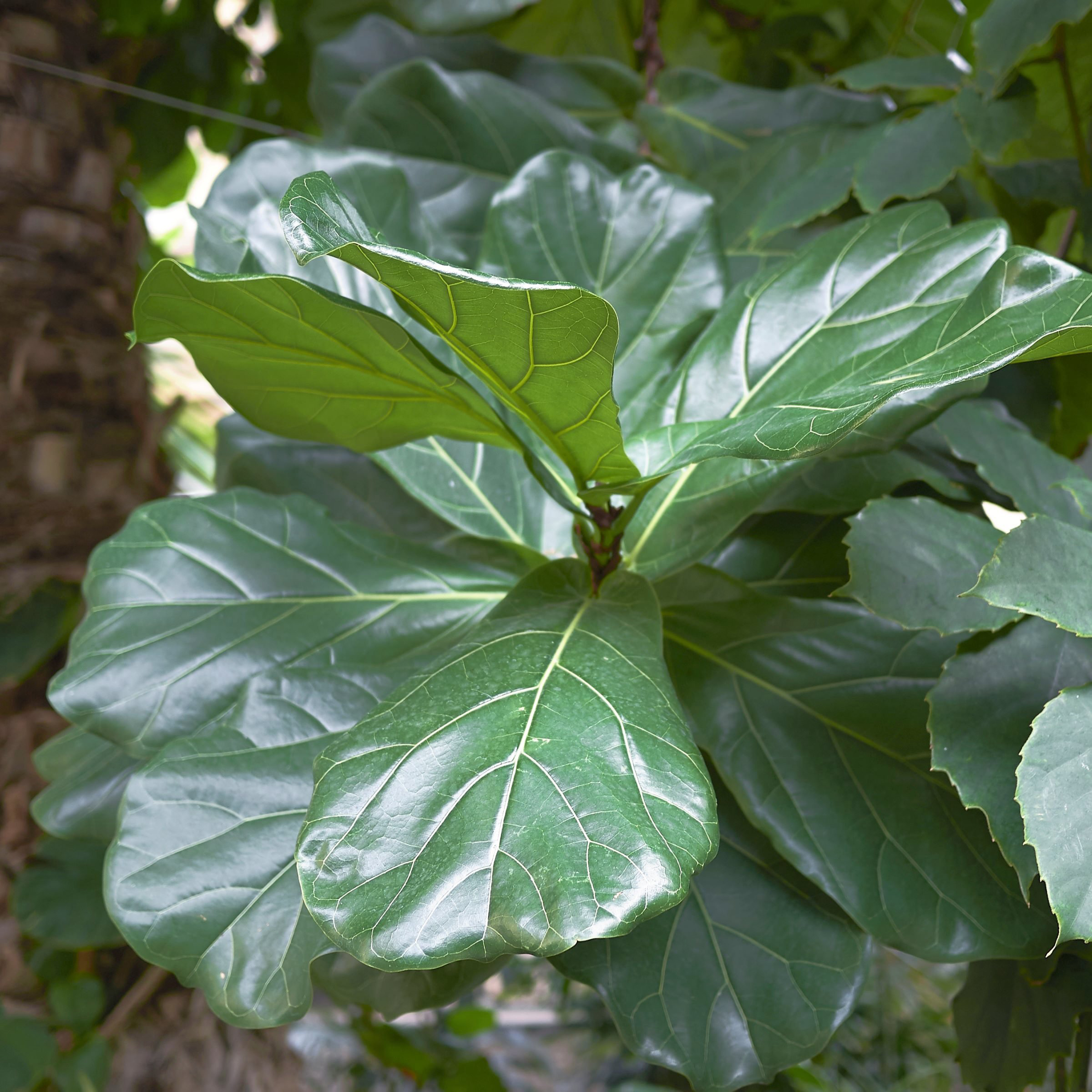 6 in. Ficus Lyrata Suncoast Plant in Grower Container