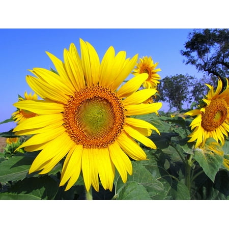 Canvas Print Summer Flower Floral Sunflower Yellow Bright Stretched Canvas 10 x 14