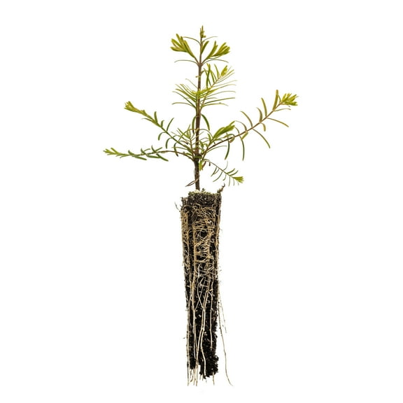 The Jonsteen Company Dawn Redwood Live Tree