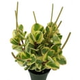 thumbnail image 2 of Citrus Peperomia Plant - 4" Pot - Collector's Series, 2 of 2