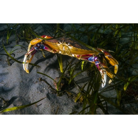 Rock crab Puget Sound Washington Poster Print by Jennifer IdolStocktrek