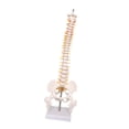 thumbnail image 4 of Modelo de vertebral de aprendizaje del modelo de la médula espinal, herramienta de educación, modelo de vertebral de 45 cm para el, 4 of 8