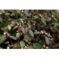 thumbnail image 4 of Rhododendron PJM Elite Star 2 Gal, 4 of 4