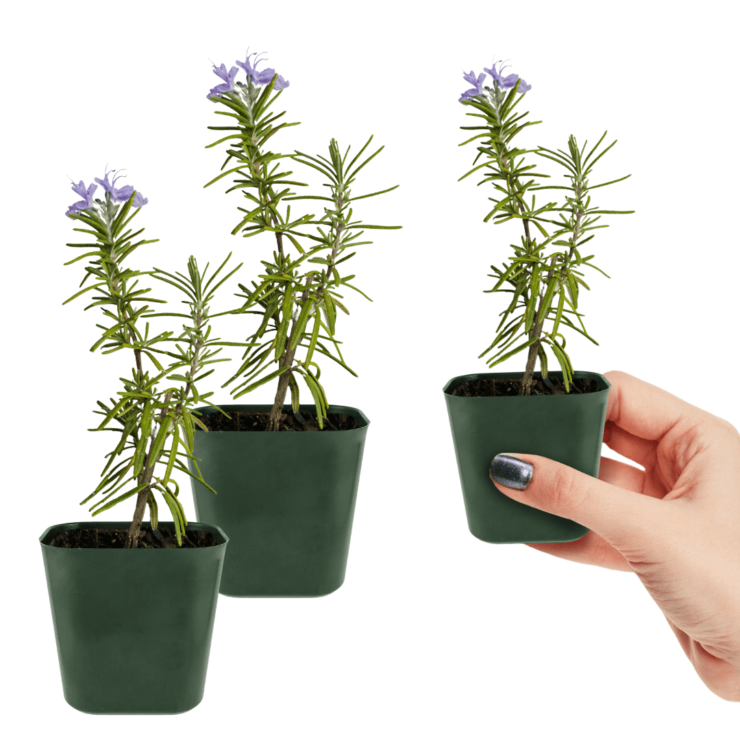 My Shelfie - Rosemary Plant Starter, Aromatic Rosemary Plants Live in 2-Inch Pot, Live Plants 2-3 Inch Tall, Blue-Purple Rosemary Herb Plants, Bee-Friendly, Green, 2-Pack