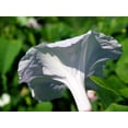 thumbnail image 5 of 50 MOONFLOWER MORNING GLORY White Moon Flower Ipomoea Alba Flower Vine Seeds, 5 of 10