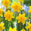 Bloomsz Daffodil Tete-a-Tete Flower Bulb, 25-Pack