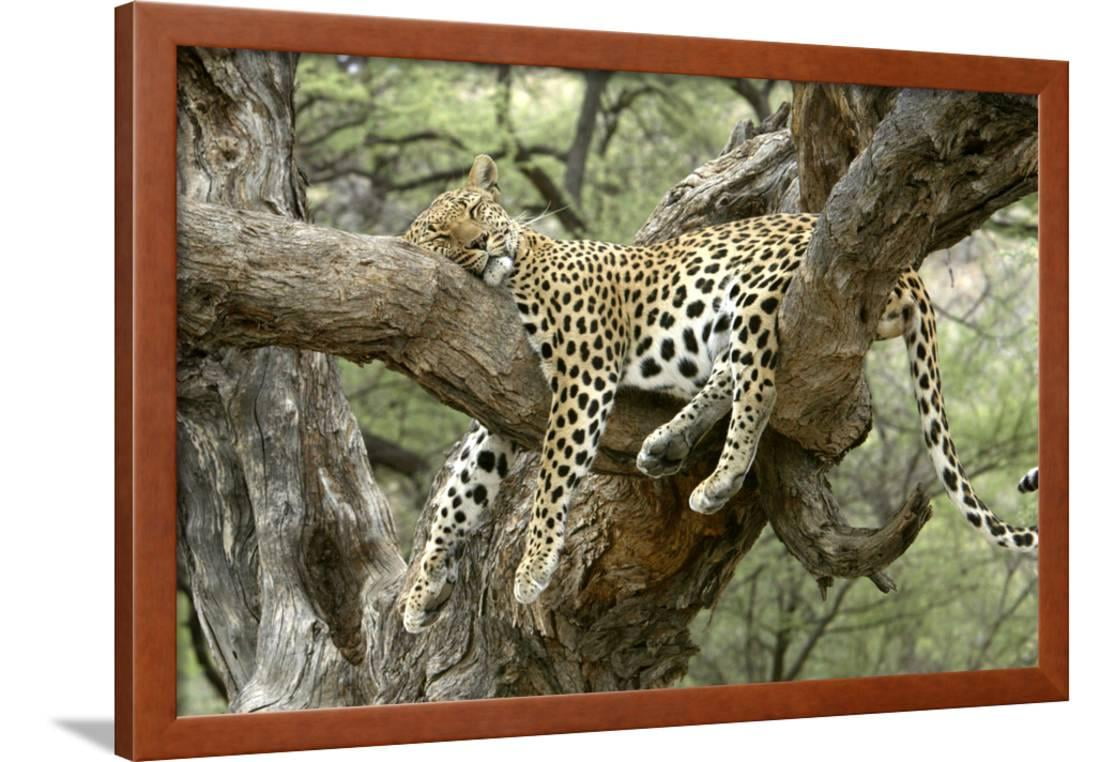  Leopard  Resting in Tree Framed Print Wall  Art  Walmart com