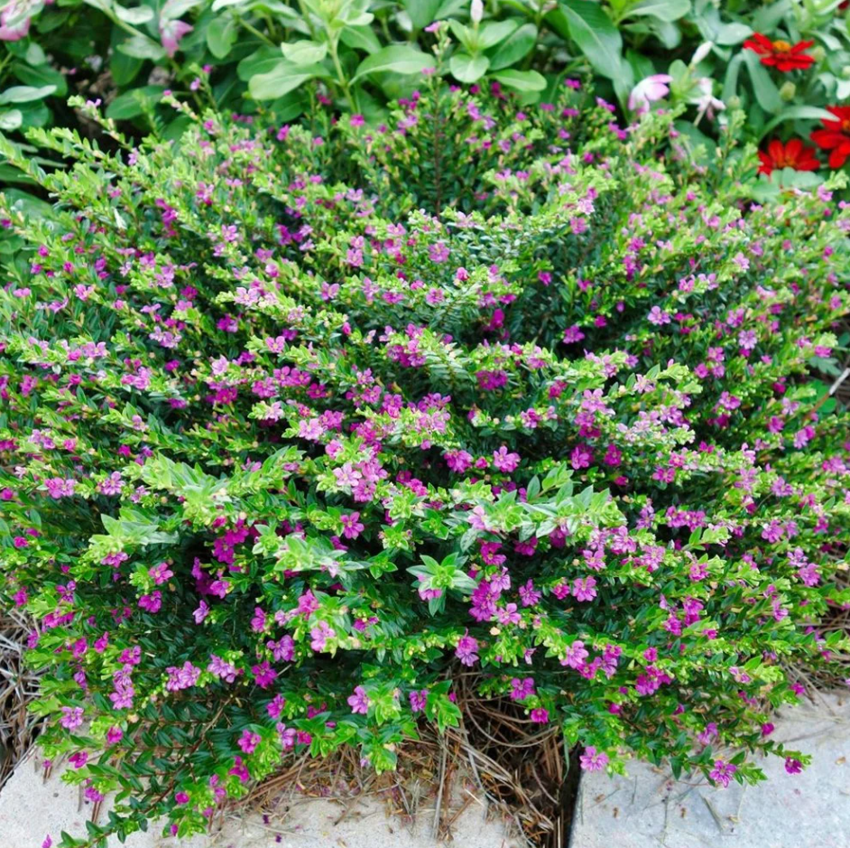 Set 2 Allyson Purple Cuphea Live Plants, Purple Flower Plants 4 to 6 Inc Tall for Indoor Outdoor