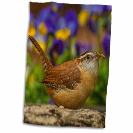 3dRose USA, North Carolina, Guilford County. Carolina wren eating worm. - Towel, 15 by 22-inch