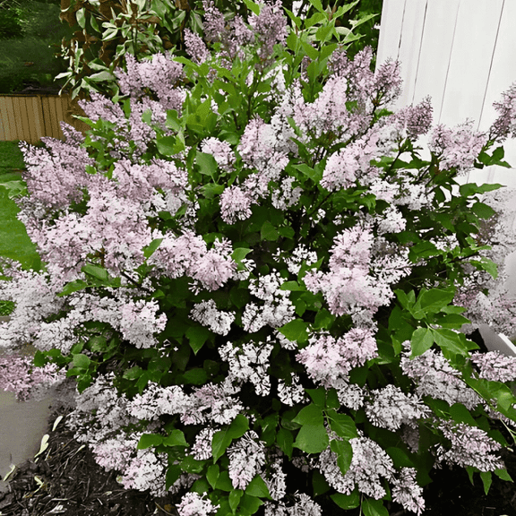 Miss Kim Lilac Bush Tree Live Plant from 8 to 10 Inches in Height, Quart Pot for Zones  3 to 8