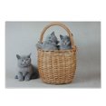 thumbnail image 1 of Kitten Cutting Board, 3 British Cats Kitties in Basket Animals Fluffy Pets, Decorative Tempered Glass Cutting and Serving Board, Small Size, Pale Brown Grey Dust, by Ambesonne, 1 of 1