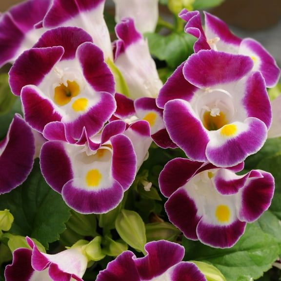 Torenia Fournieri Burgundy Wishbone Flower Seeds - 100 Seeds