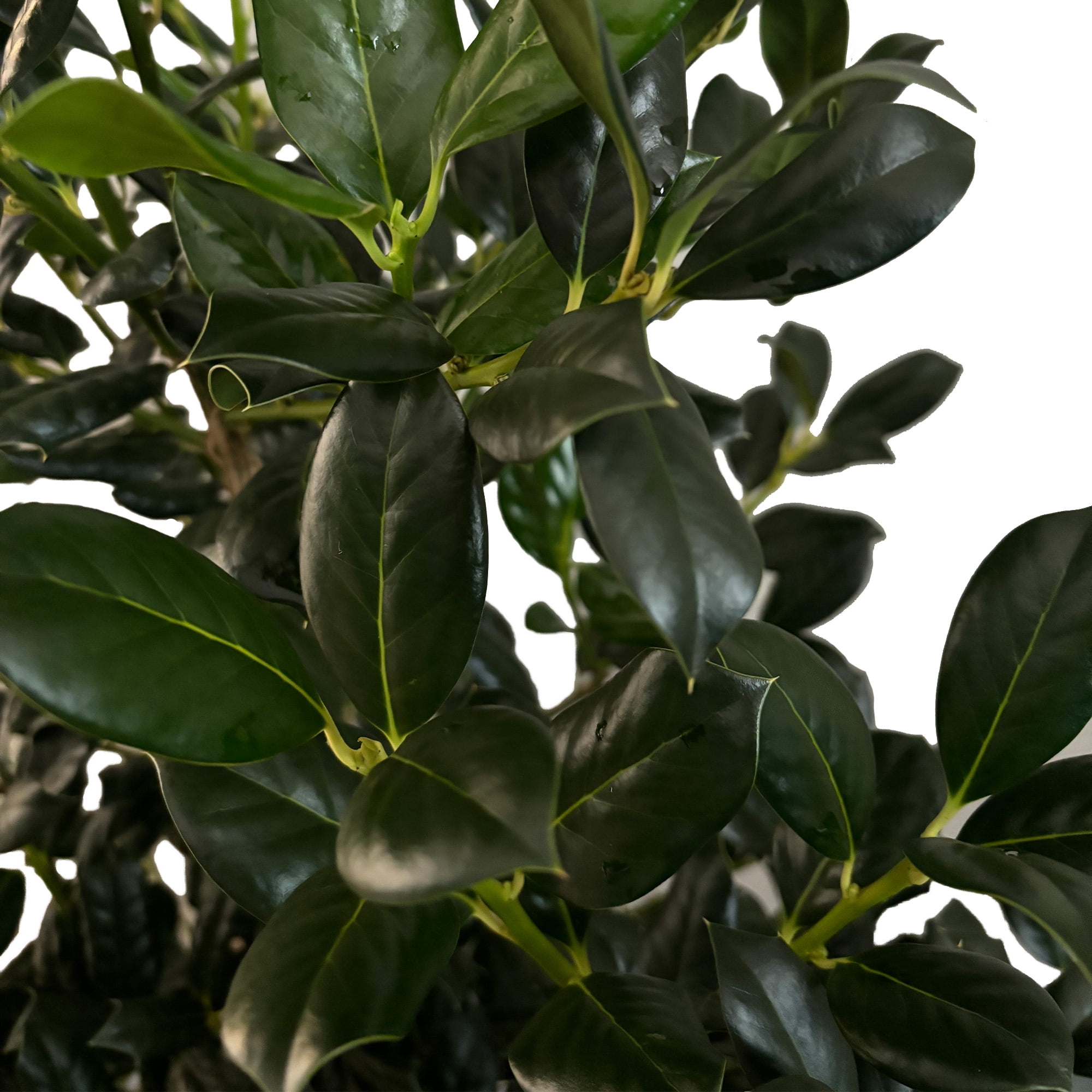Expert Gardener 7 Gallon Holly Nellie R. Stevens (Ilex) Live Shrub
