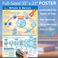 thumbnail image 3 of Póster NewPath Learning Mitosis y Meiosis Laminado 58x89 cm, 3 of 4
