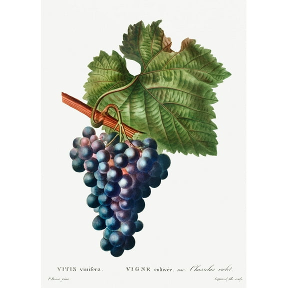 Botanical Plant Print - Grape vine (Vitis vinifera) by Pierre Joseph Redoute - 12" x 18" Art Print Wall Decor