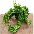 thumbnail image 2 of Hoya Hindu Rope Plant - Live Plant in a 2 Inch Pot - Hoya Carnosa 'Compacta - Indoor Houseplants Straight from The Nursery, 2 of 5