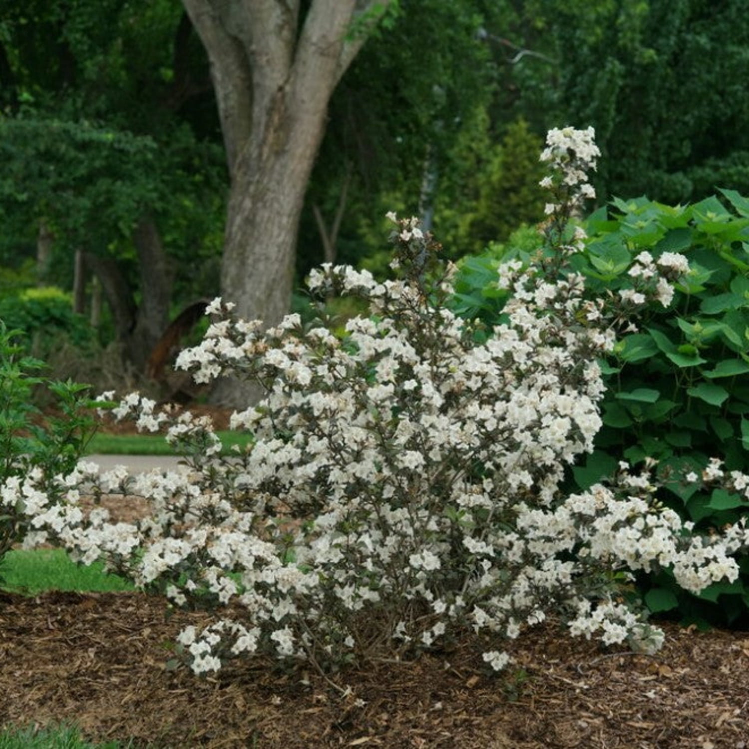 Proven Winners ColorChoice 6" White Wine & Spirits Weigela Live Plant in 7.5" Pot