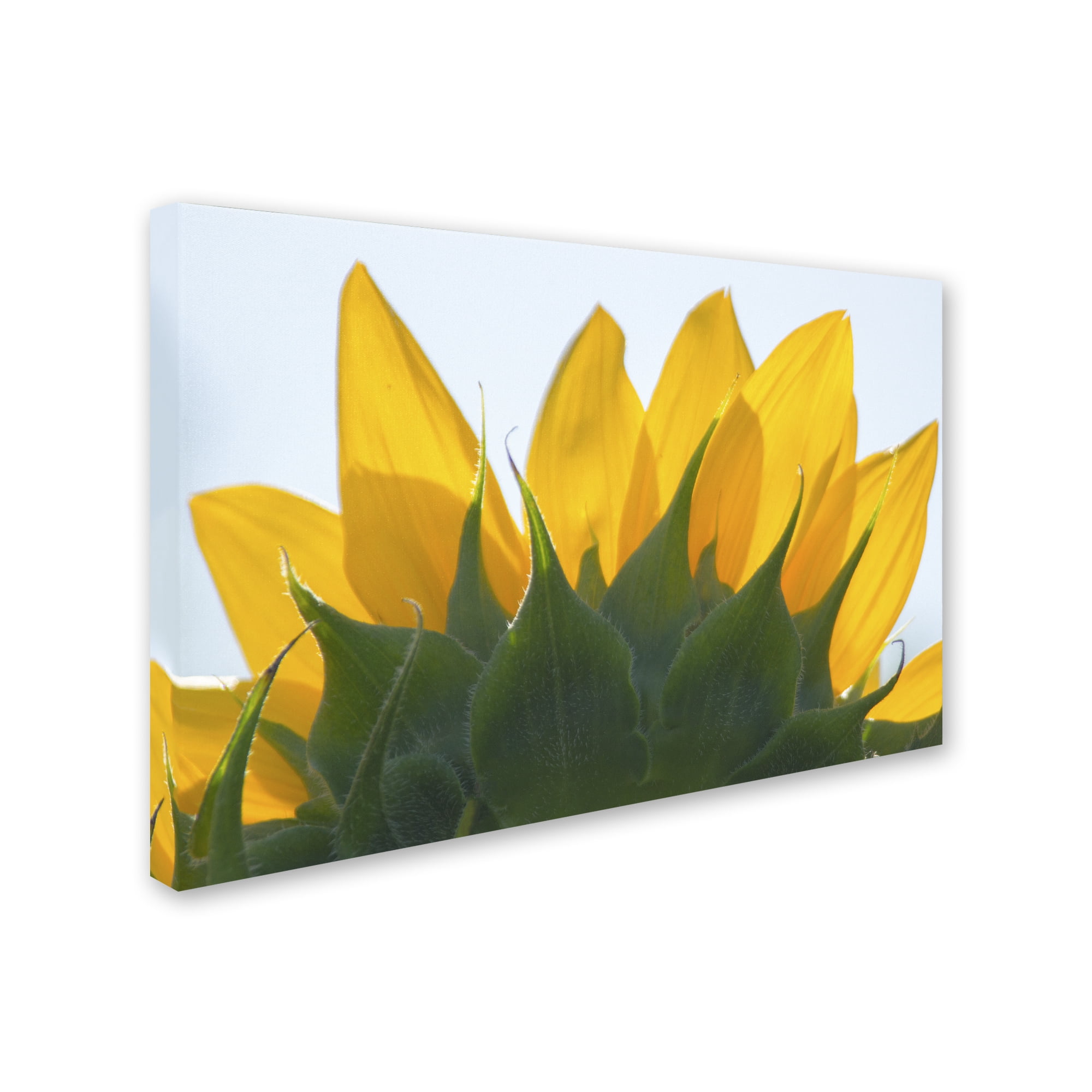 Trademark Fine Art 'Sunflower 1' Canvas Art by Patty Tuggle