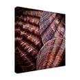 thumbnail image 2 of Trademark Fine Art 'Macro Shells V' Canvas Art by Rachel Perry, 2 of 4