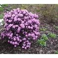 thumbnail image 6 of Midnight Ruby Rhododendron, 6 of 6