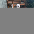 thumbnail image 2 of POSEABLE FULL LIFE HUMAN SKELETON HALLOWEEN HAUNTED HOUSE PARTY PROP-40CM C, 2 of 9