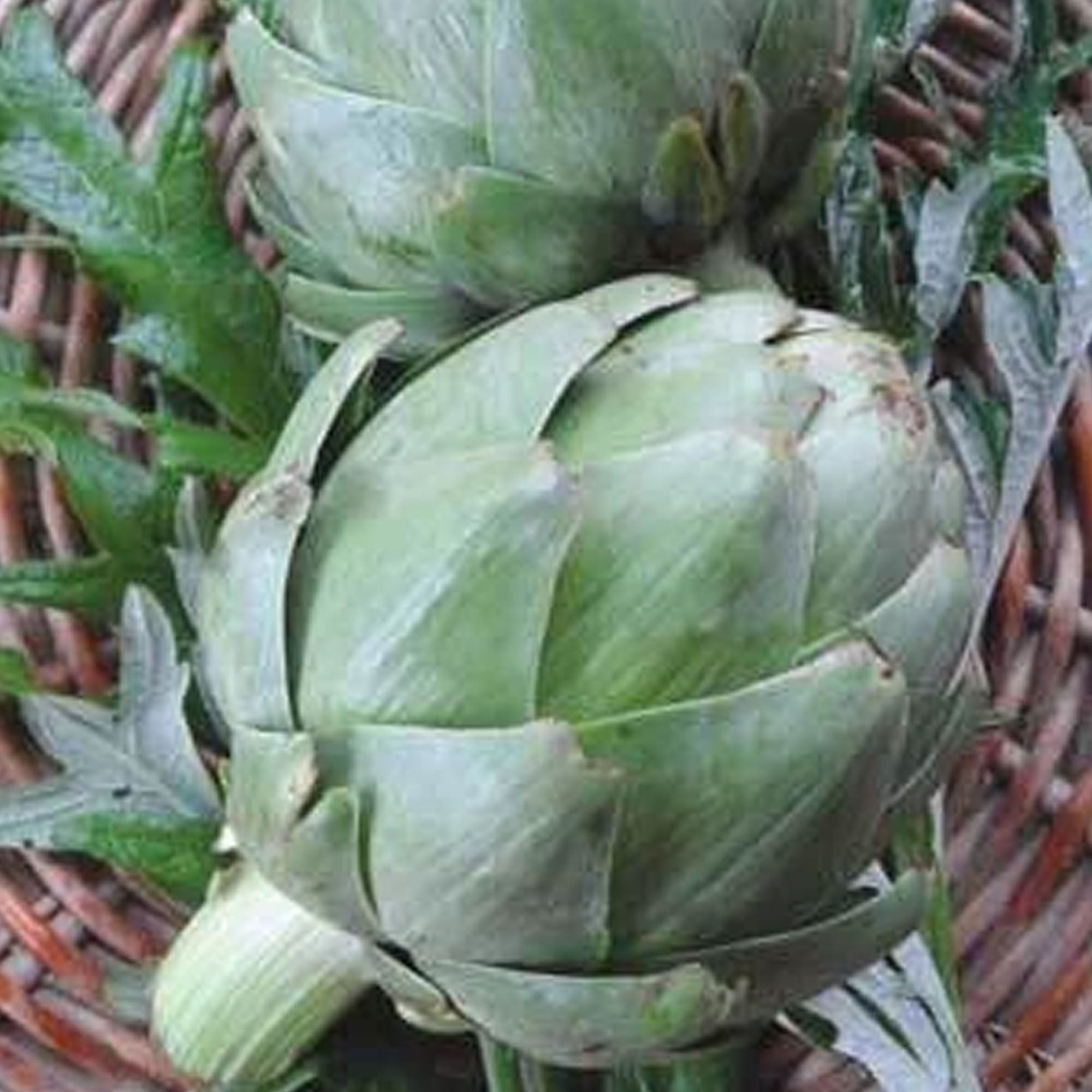 Green Globe Artichoke Seeds 1 g 20 Seeds NonGMO