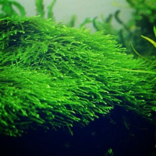 Java Moss Taxiphyllum Barbieri 3x3 Mat Live Aquarium Plants BUY2 GET1 FREE