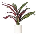 thumbnail image 1 of 19" Rattlesnake Calathea in White Pot, 1 of 1
