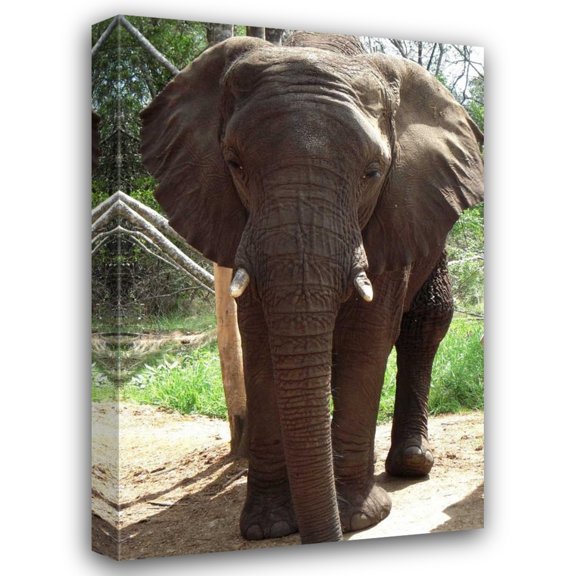 Dana Underdahl 13x18 Gallery Wrapped Canvas Wall Art Titled - Safari Elephant II